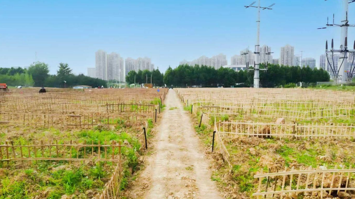 新安江路南側閑置地塊變身便民菜園