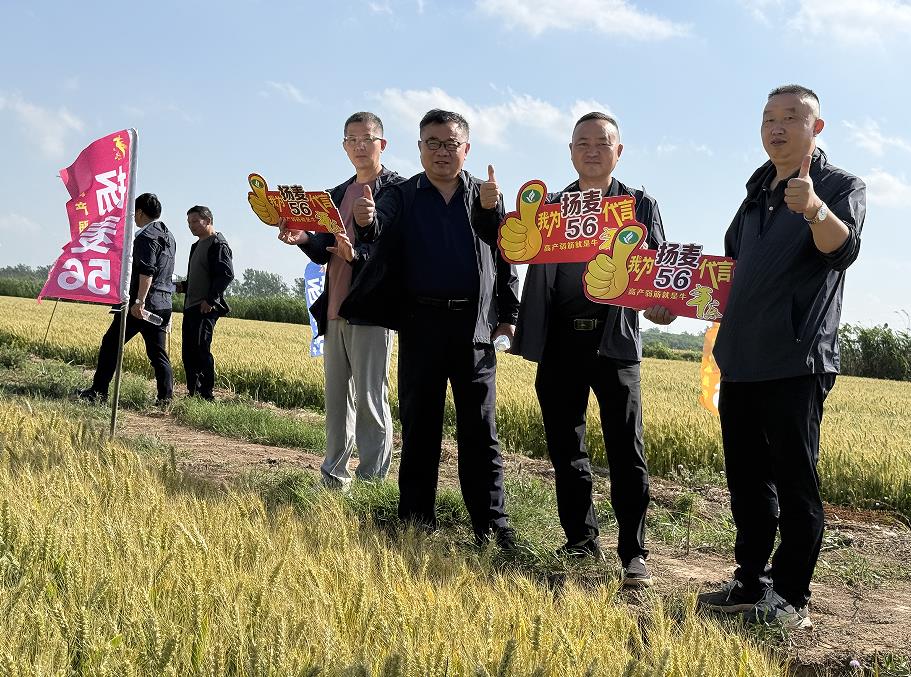 “揚麥56”現場觀摩暨加盟會。國投豐樂趙業青供圖