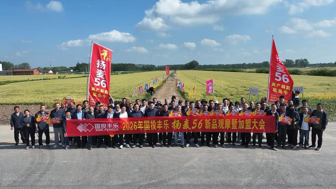 “揚麥56”現場觀摩暨加盟會。國投豐樂趙業青供圖