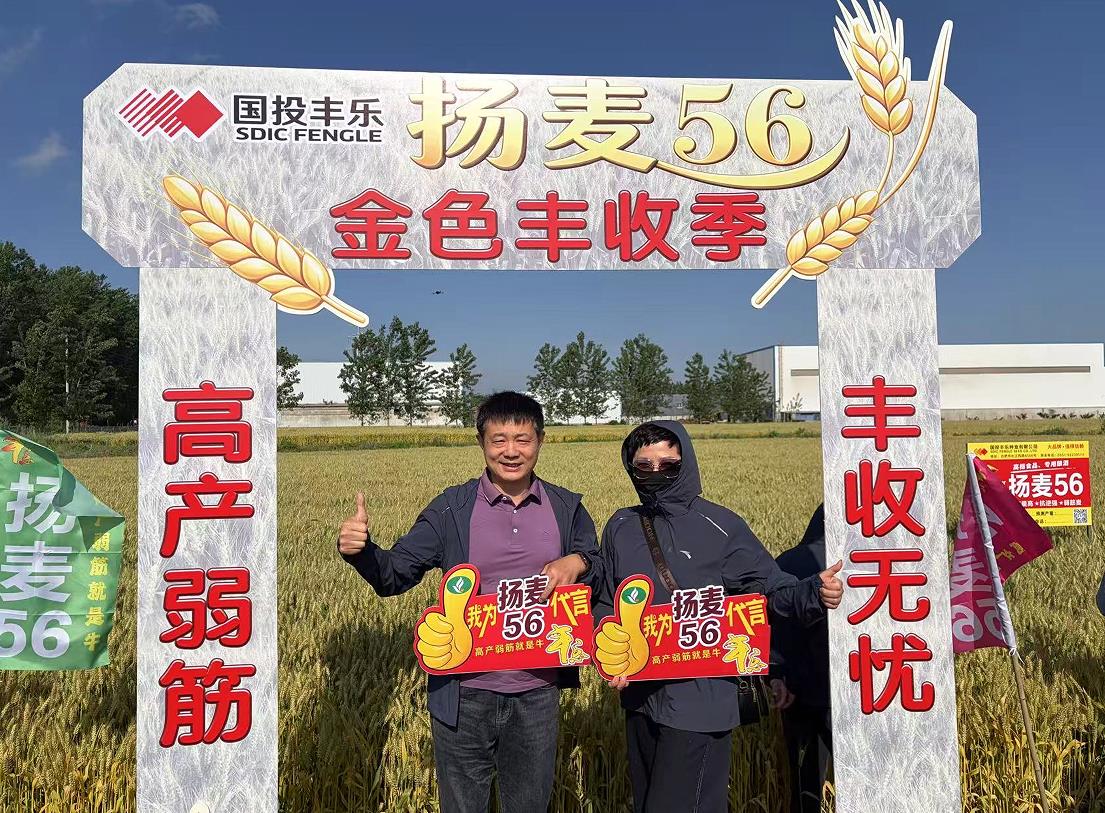 “揚麥56”現場觀摩暨加盟會。國投豐樂趙業青供圖