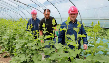 安徽渦陽：保障“菜籃子”用電安全