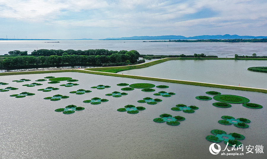 郎溪县南漪湖入湖口生态湿地建设工程设置浮台种植美人蕉等植物净化水质。人民网记者 张俊摄