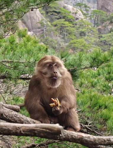 保護區內的黃山短尾猴。安徽移動供圖