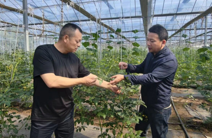 國元保險工作人員勘察蔬菜大棚