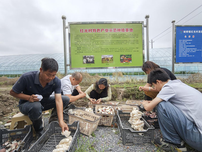 村民正在分拣竹荪。