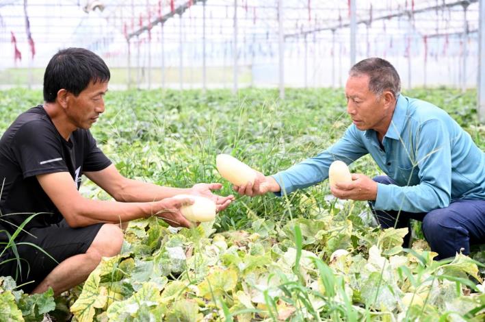 合作社負責人張香聯（右）在基地了解甜瓜長勢。杜剛攝