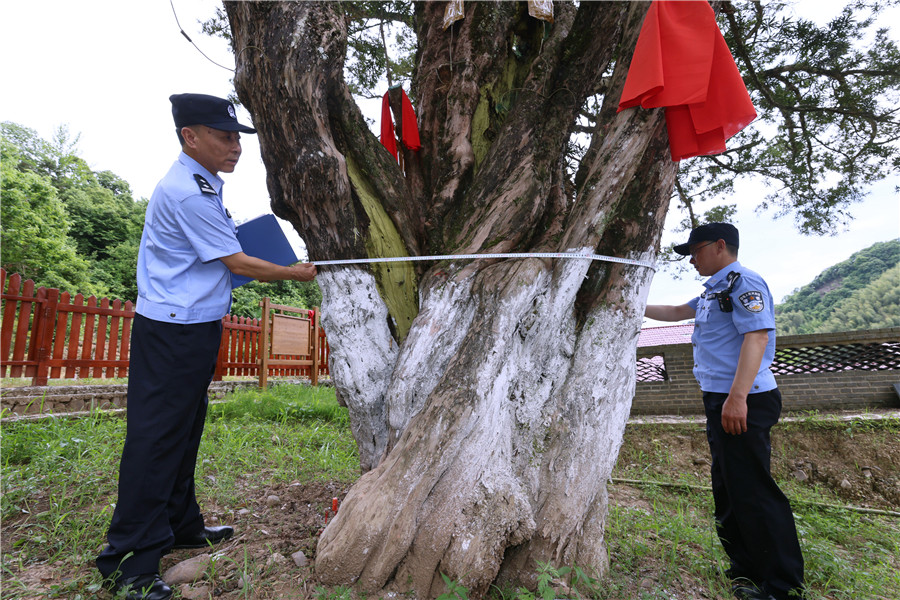 民警测量千年古树。