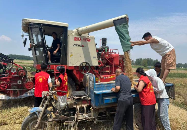 張店鄉志願者幫助農戶進行夏收。