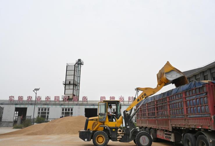 小麥整車外運深加工企業。杜剛攝