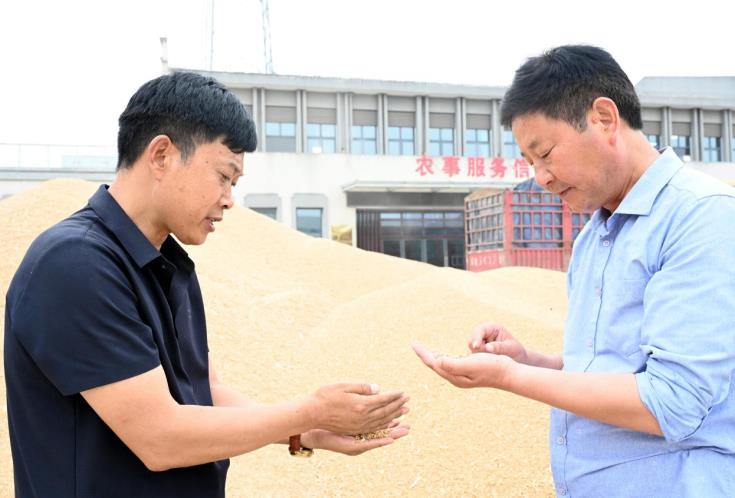 種植戶了解小麥品質。杜剛攝