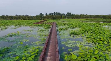安徽池州：風搖夏荷映碧湖
