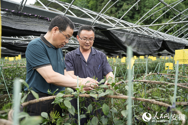 江稳华（左）深入珠兰花基地指导采收。人民网记者 王锐摄