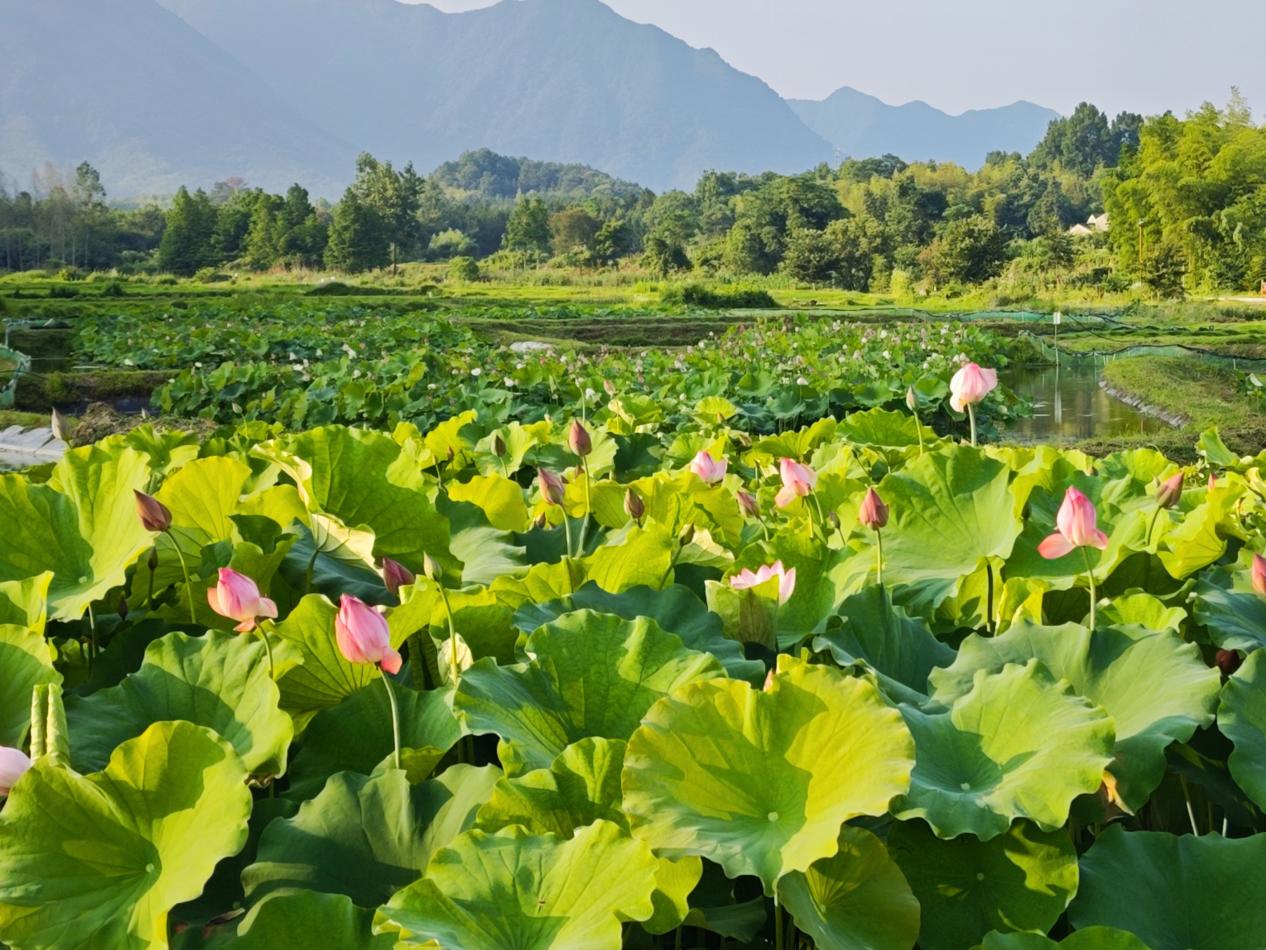 荷虾共养绘美景。