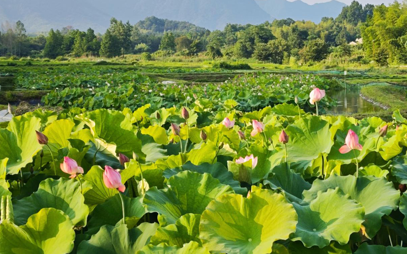 宣城旌德：荷虾共养绘美景 生态种养助振兴