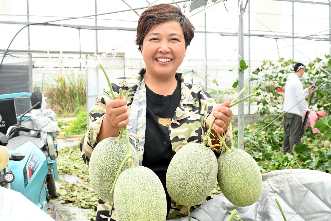 李多霞大棚哈密瓜喜獲豐收。杜剛攝