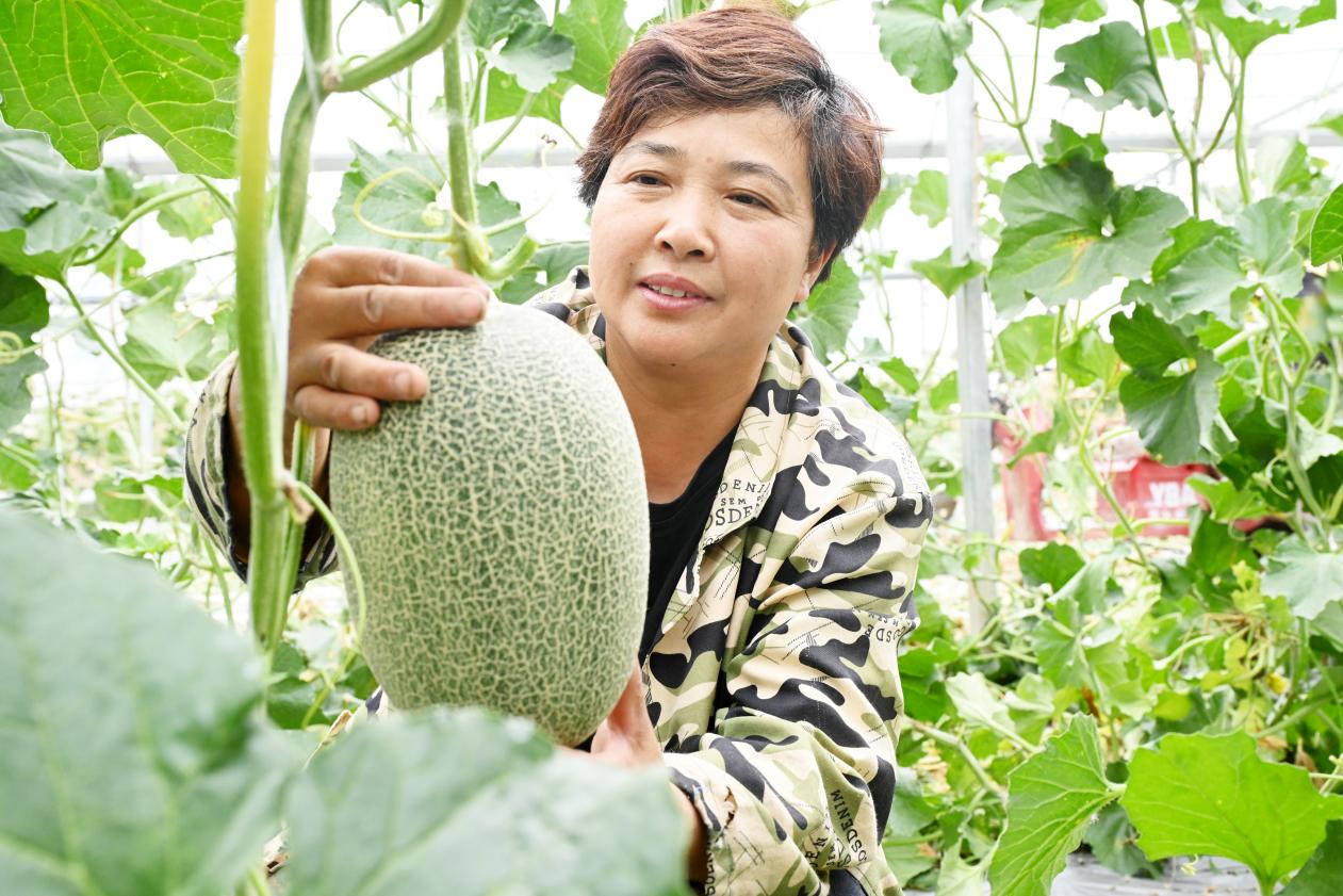 李多霞採摘多汁脆甜的哈密瓜。杜剛攝