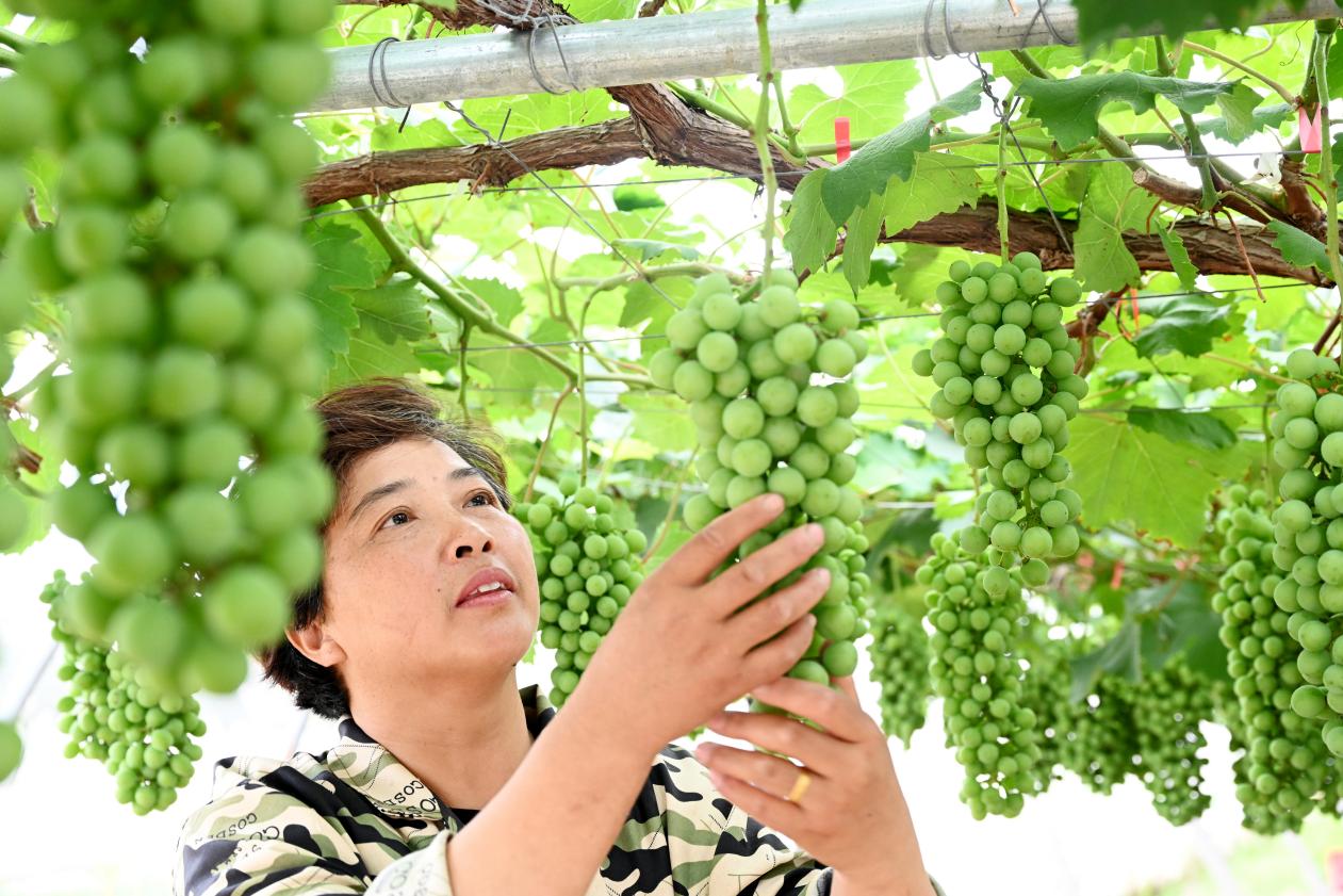 即將成熟的葡萄青澀飽滿。杜剛攝