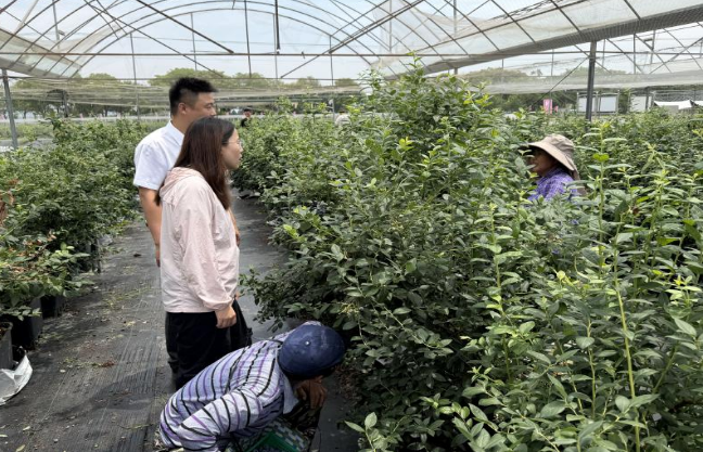 慰问组一行考察蓝莓园