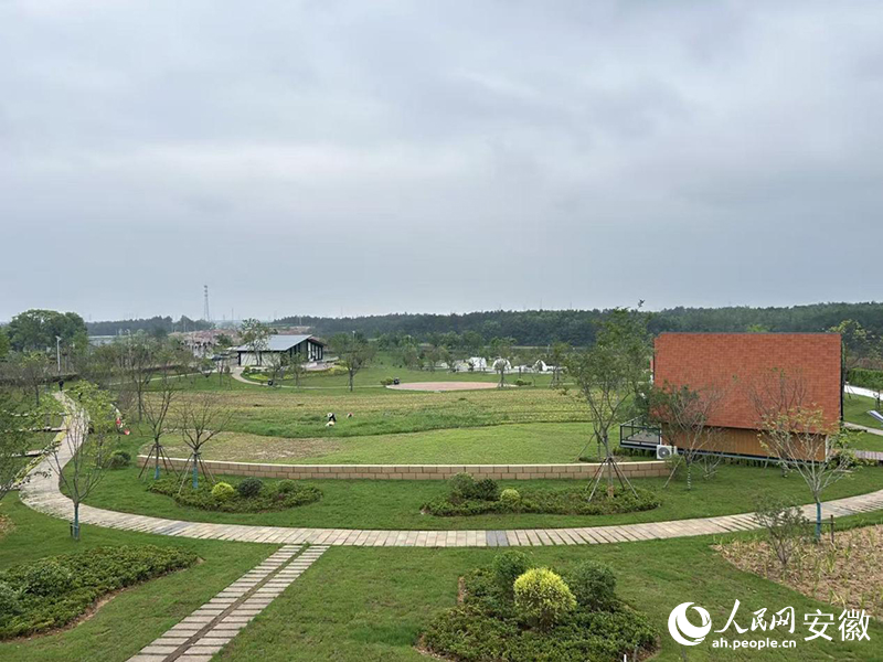 潜山市黄埔村“三十莲”基地。人民网记者 高飞跃摄
