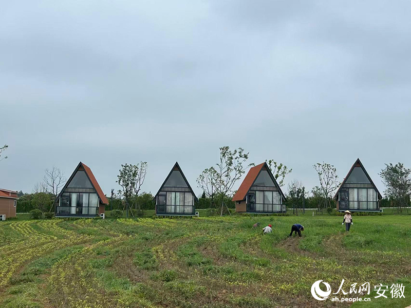 潜山市黄埔村“三十莲”基地。人民网记者 高飞跃摄