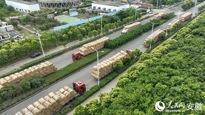 道路两旁等待运送秸秆的车辆。人民网记者 陶涛摄