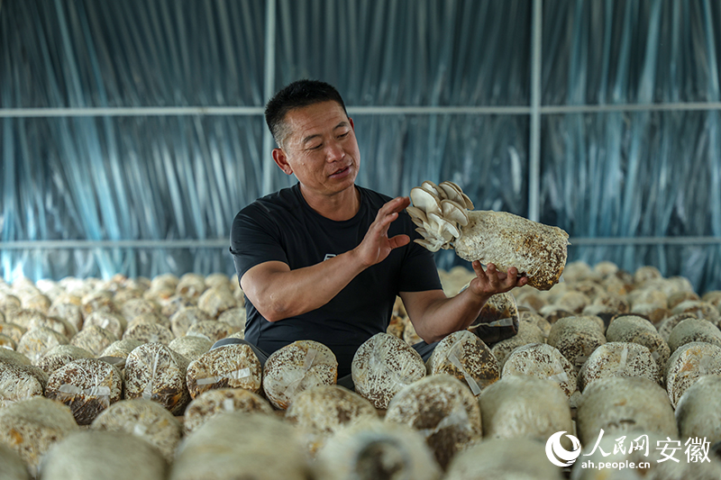 彭明杰正观察菌棒。人民网记者 陶涛摄