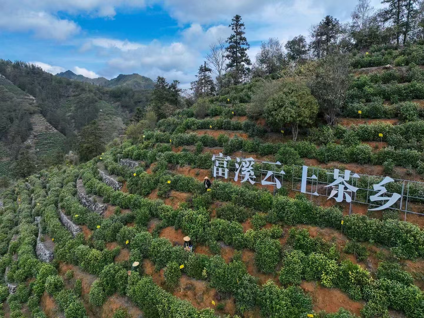 黄山毛峰富溪云上茶乡。