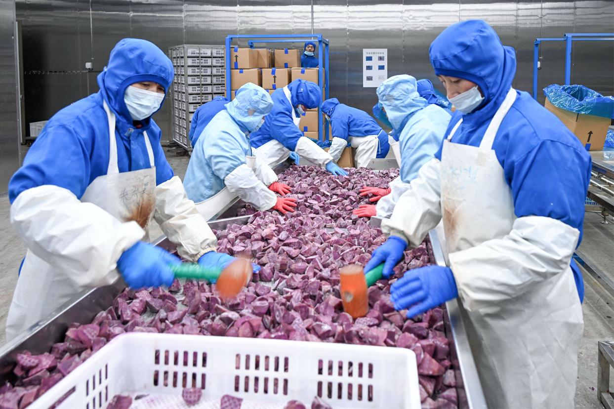 程庄镇龙泉寺村预制菜冷链工厂工人们忙着分装速冻紫薯。砀山县委宣传部供图