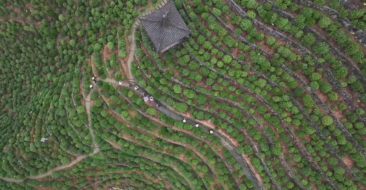 富溪乡茶山盛景。