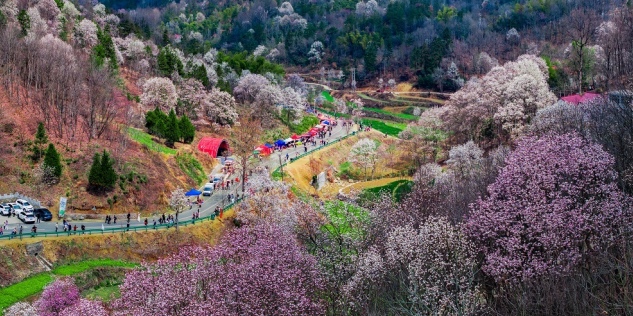 铁冲乡万亩野生玉兰花（又名“辛夷花”）。