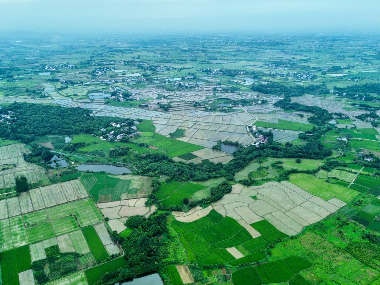 合肥庐江万山镇：高标准农田绘就夏日圩区“丰”景图