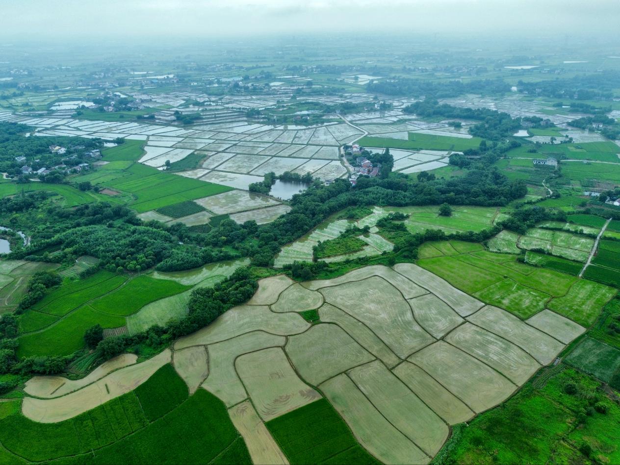 合肥庐江万山镇：高标准农田绘就夏日圩区“丰”景图【4】