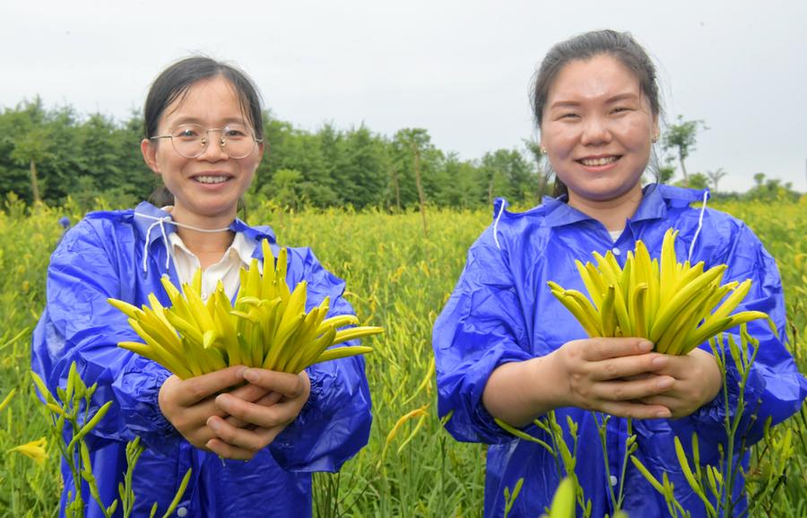 农户展示采摘的黄花菜。