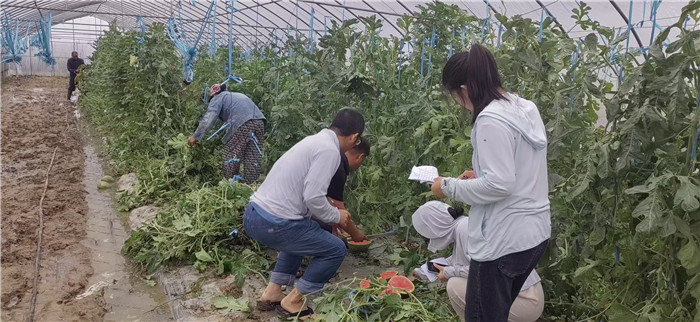 科研团队开展西瓜田间考种。甜瓜国投丰乐供图