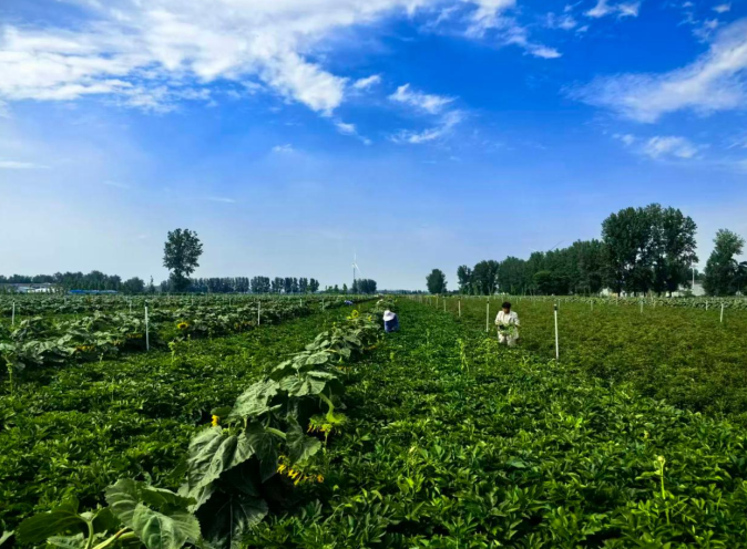 新兴镇百亩药葵种植基地。涡阳县新兴镇供图