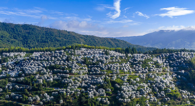 浙江台州：高山楊梅錯峰上市