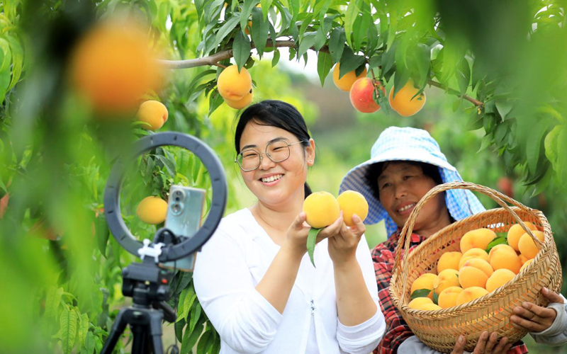 安徽淮北：蜜桃满枝头 采摘带货忙