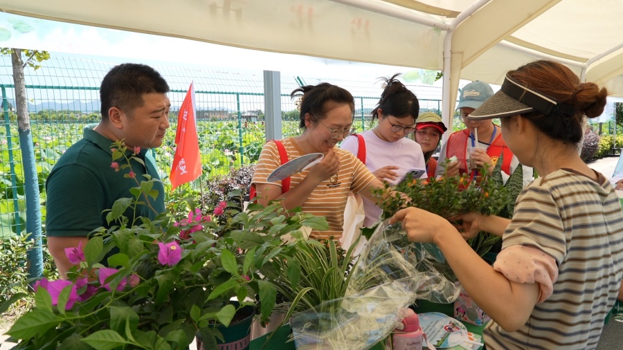 安徽无为：赏荷花 尝荷花宴 红色老区夏日“荷”经济【5】