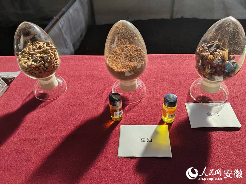 用廢棄菌棒養出的白星花金龜產品。人民網 丁紀攝