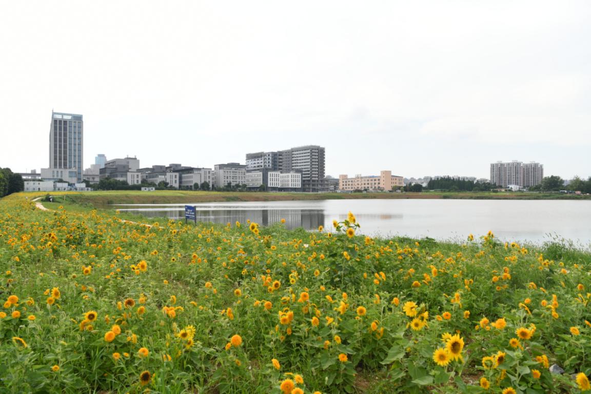 多彩花海不仅扮靓城市角落。