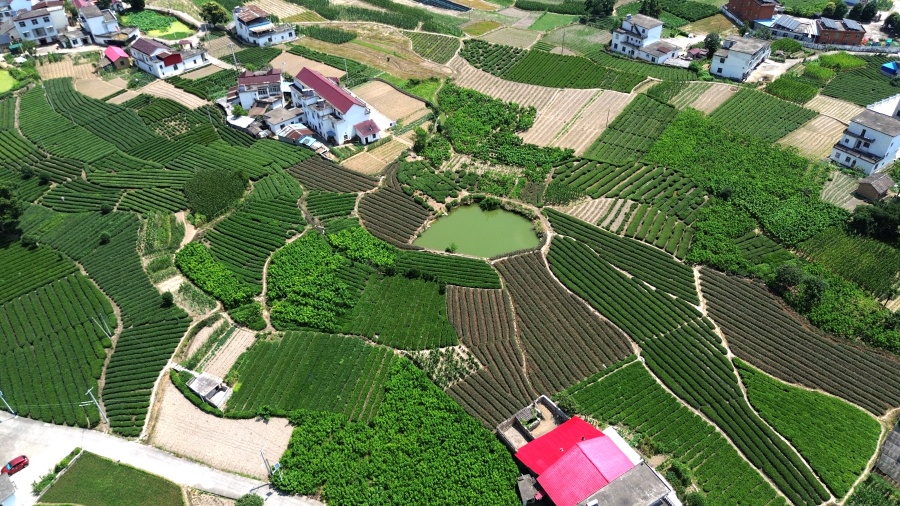 安庆岳西店前镇河西村：茶乡焕新貌 美景入画来