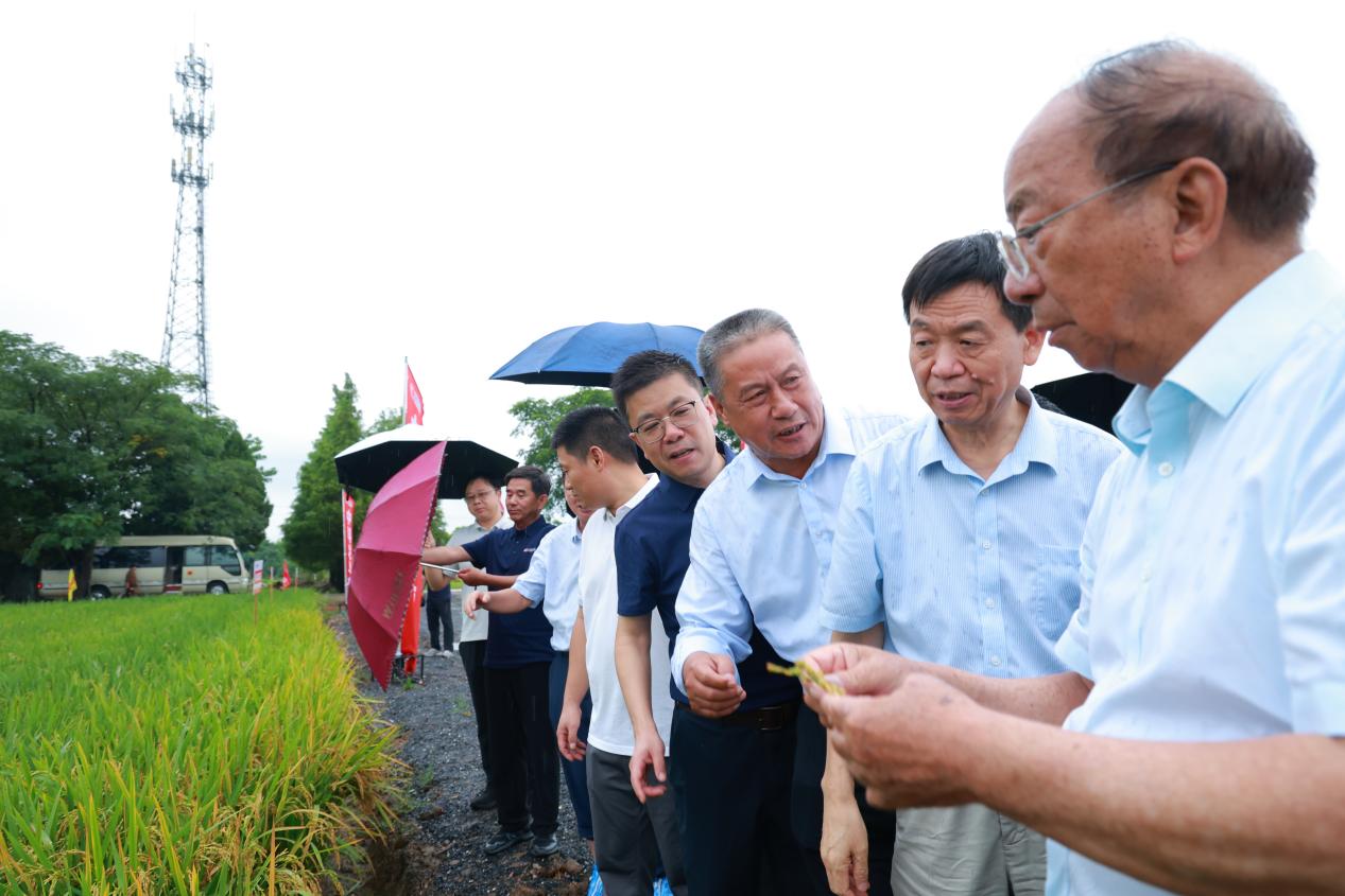 中科发早粳23机穴播模式得到院士高度认可。国投丰乐供图