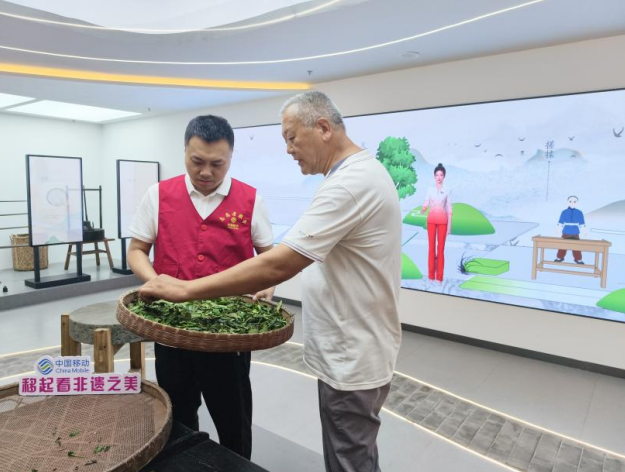 工作人员在种植馆内体验祁门红茶技艺