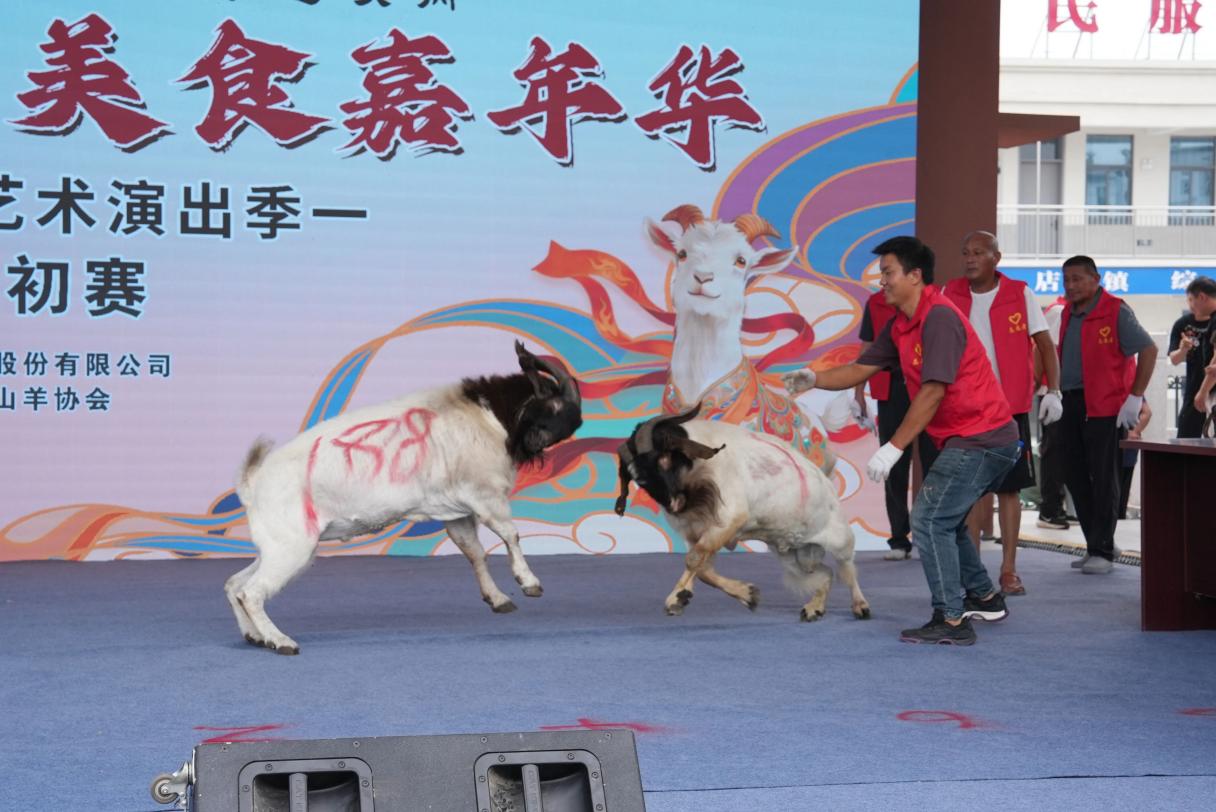 斗羊比賽現場。臨泉縣委宣傳部供圖
