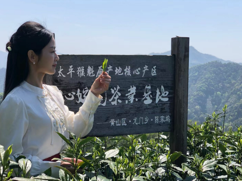 茶叶基地。 受访者供图