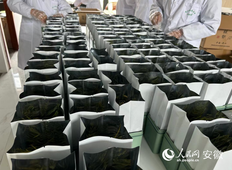 工作人员正对茶叶进行分拣包装。 人民网记者 吕欢欢摄