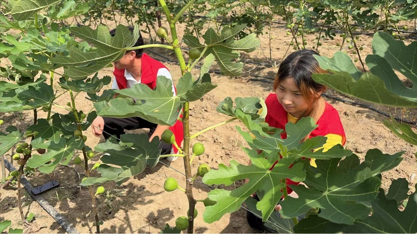 滁州学院学生王精彩（右）在老集镇半截楼村无花果种植园了解挂果情况。