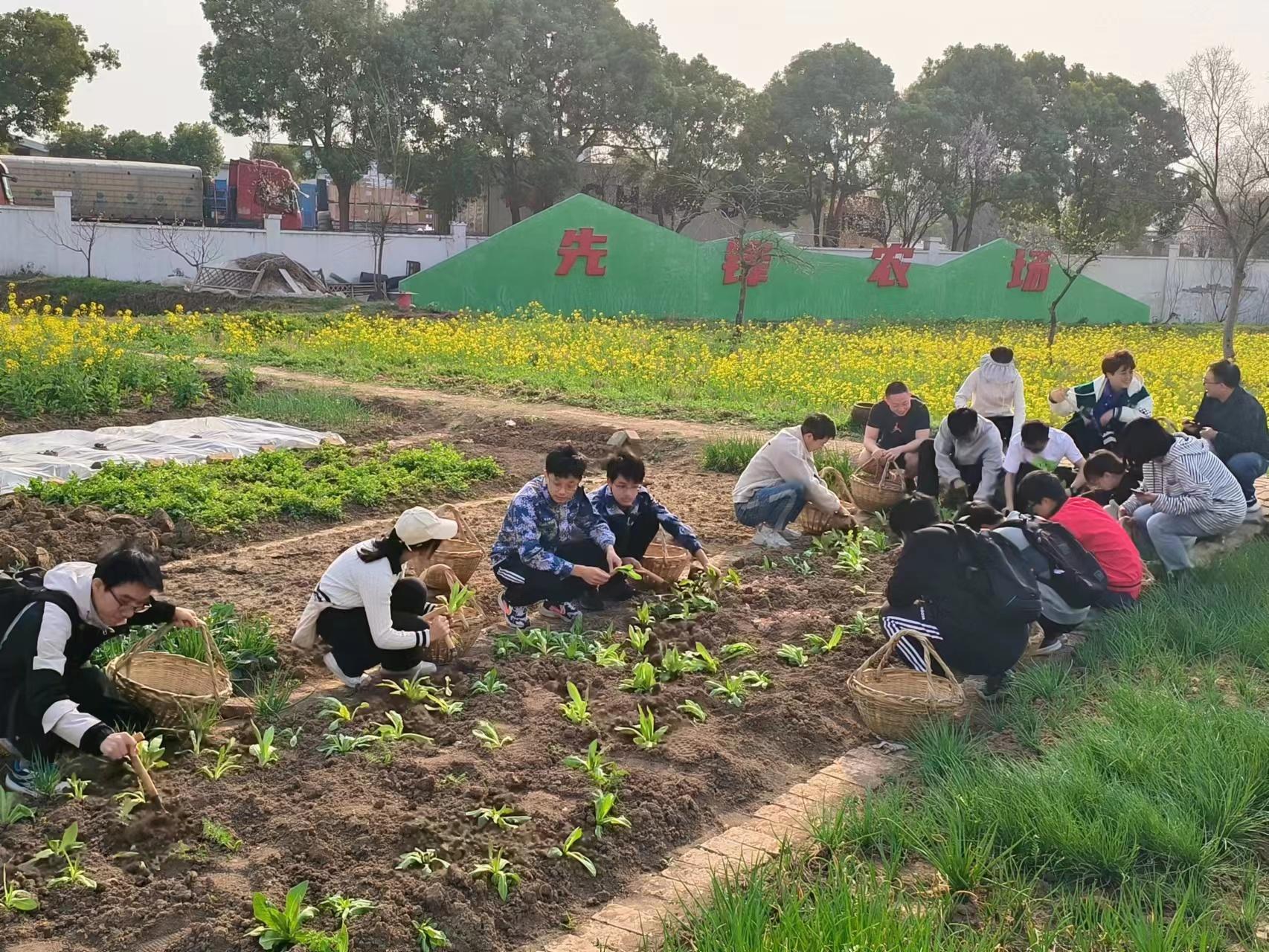 合肥学院研究生党支部在先锋农场种油麦菜。众兴社区供图