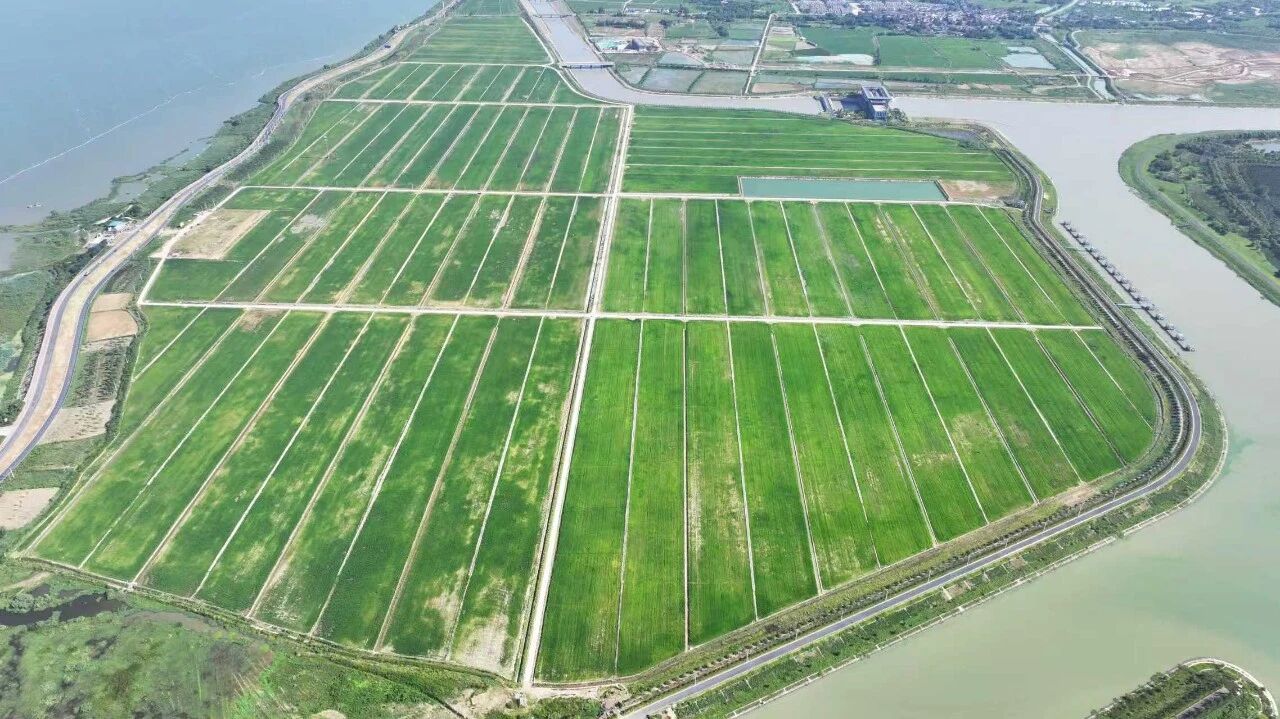 派河口泵站枢纽段临时用地复垦后景象。