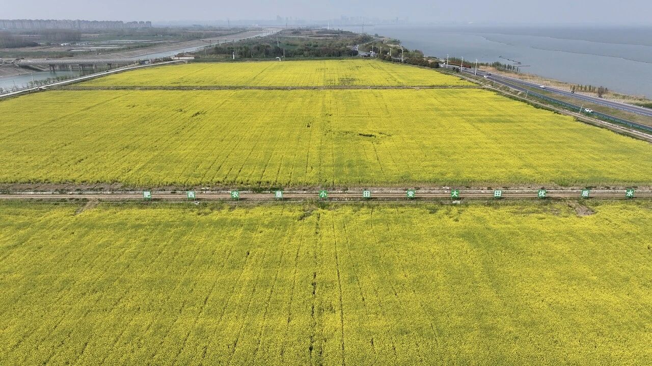 肥西Y003标临时用地复垦后画面，昔日废弃渣场，如今生机盎然。